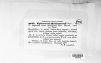 Epicoccum menispermi image